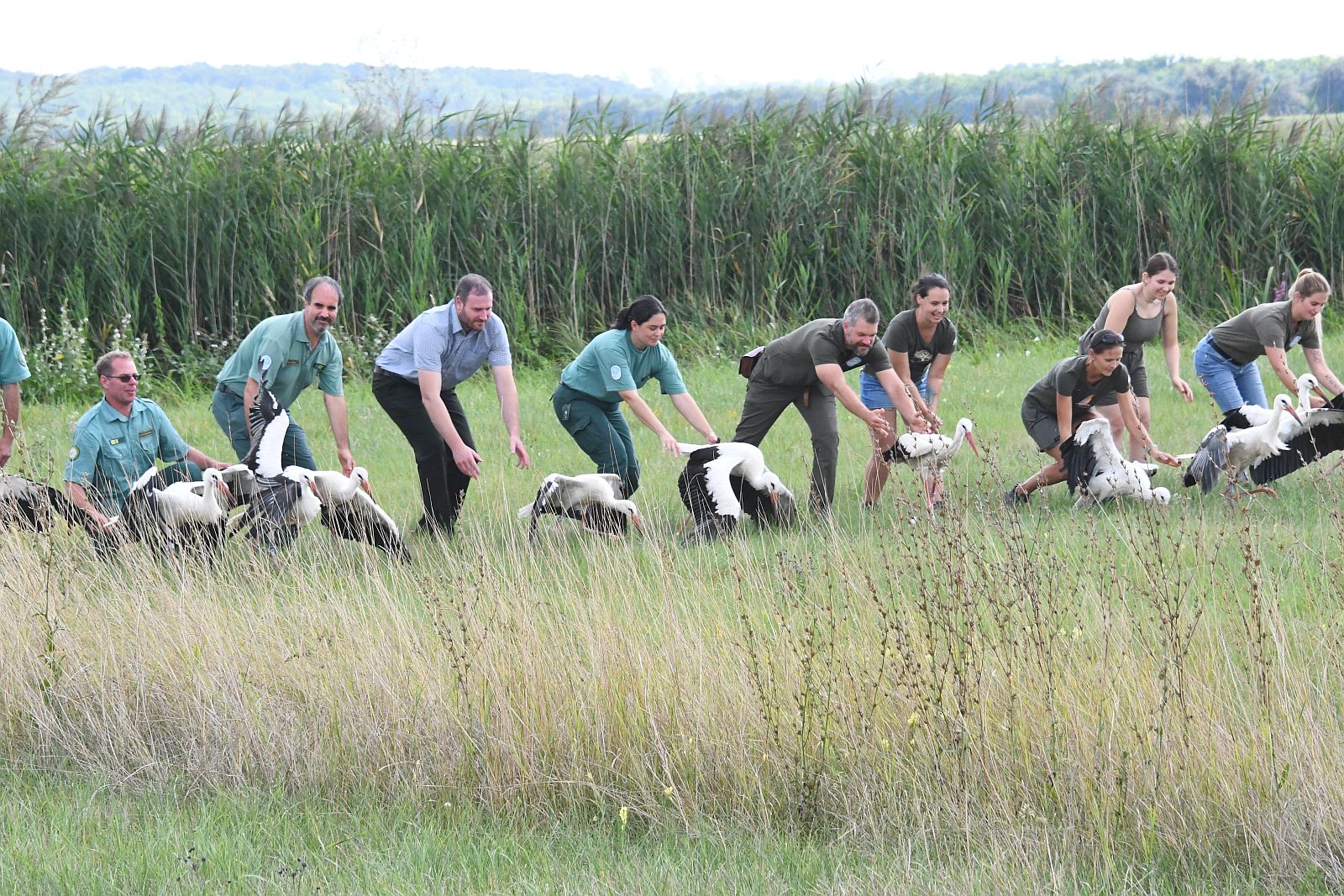Vissza a természetbe - szabadon engedték a Sóstó Vadvédelmi Központban gyógyult gólyákat